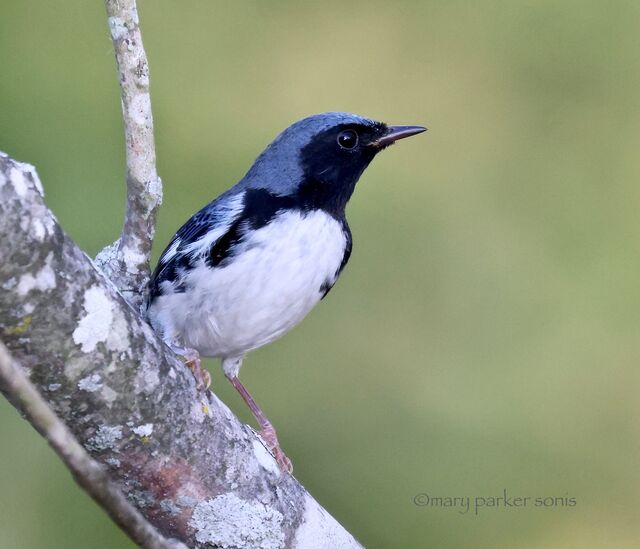 Black-throated Blue Warbler