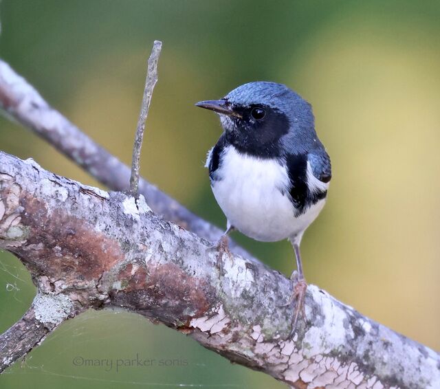 Black-throated Blue Warbler