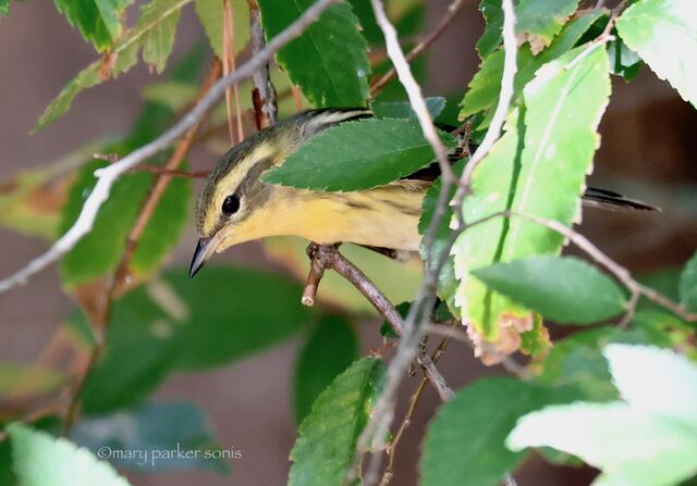 Blackburnian Warbler