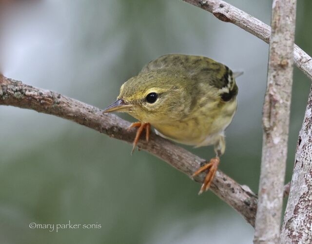 Blackpoll Warbler