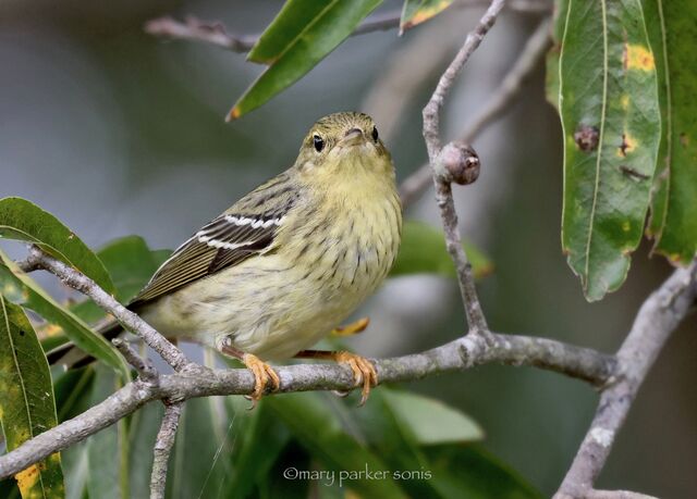 Blackpoll Warbler