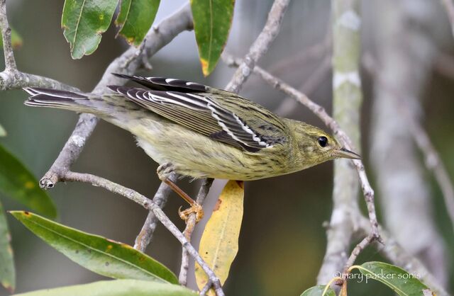 Blackpoll Warbler