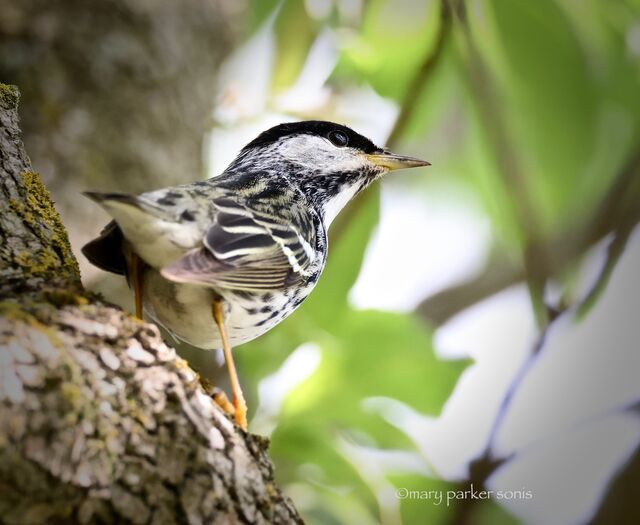 Blackpoll Warbler