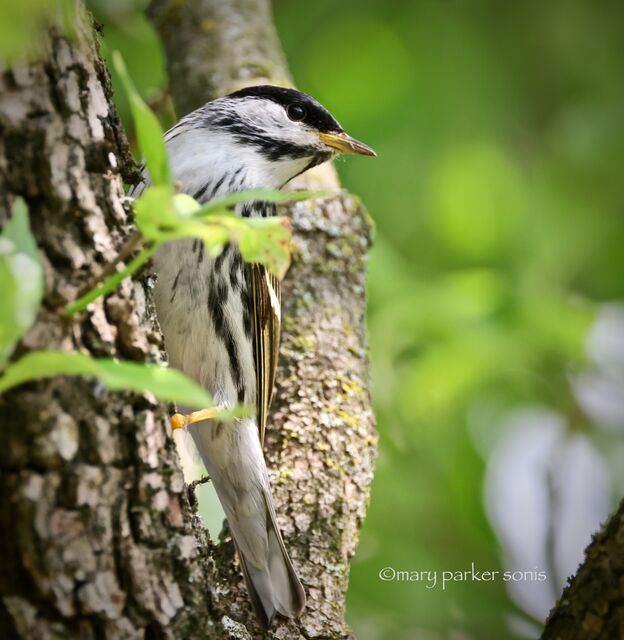 Blackpoll Warbler