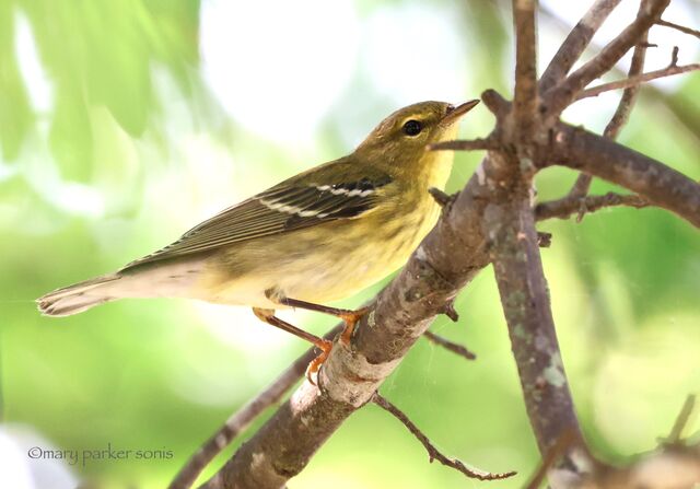 Blackpoll Warbler