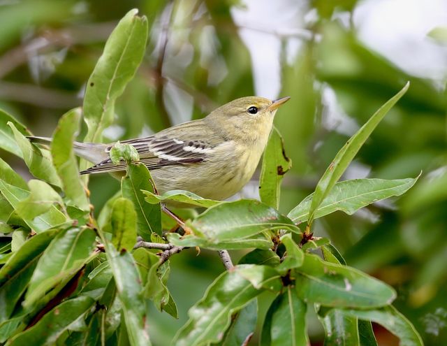 Blackpoll Warbler