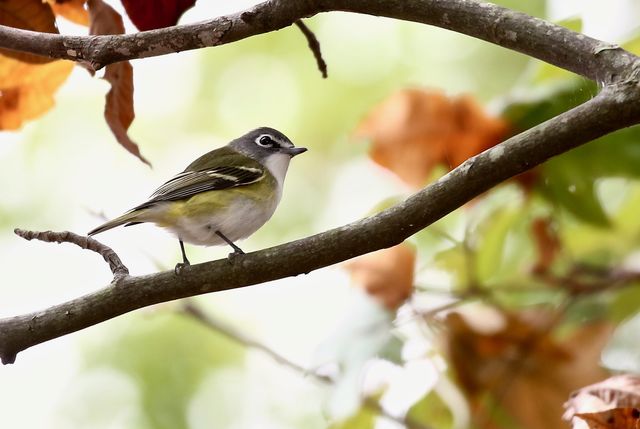 Blue-headed Vireo