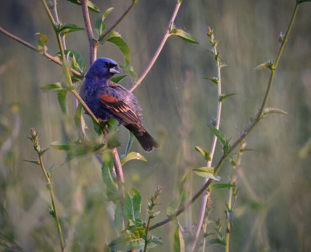 Blue Grosbeak