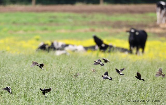 Bobolink