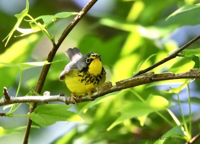 Canada Warbler