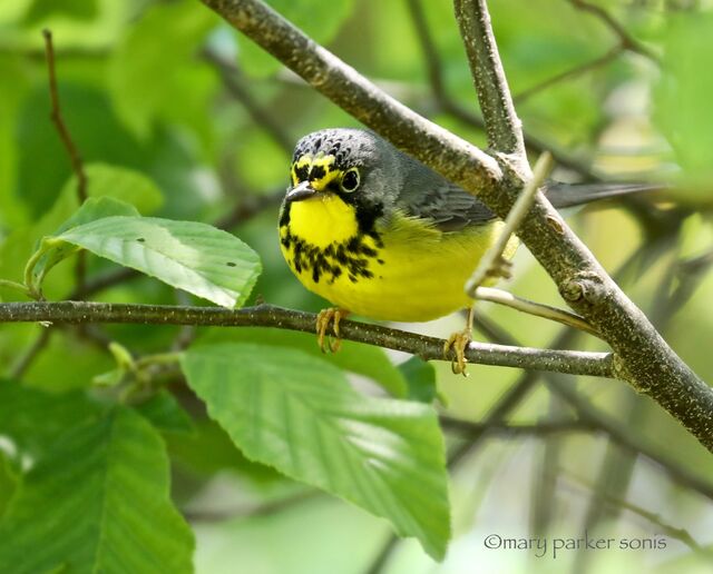 Canada Warbler