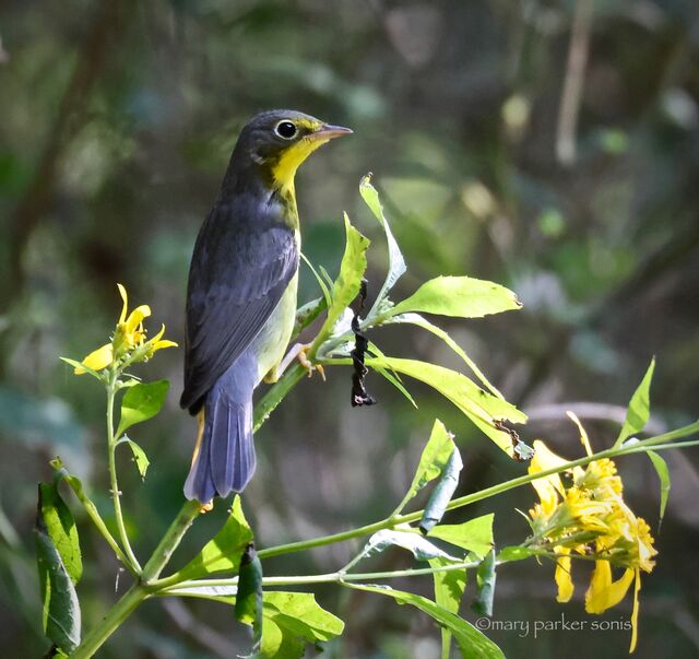 Canada Warbler