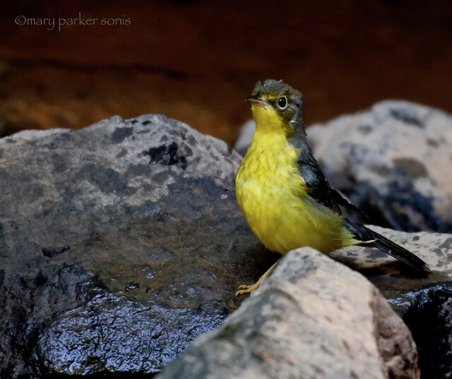 Canada Warbler