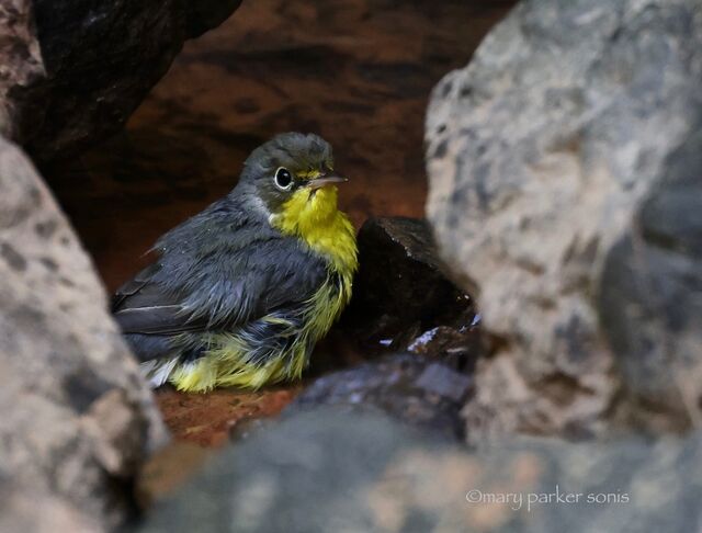 Canada Warbler