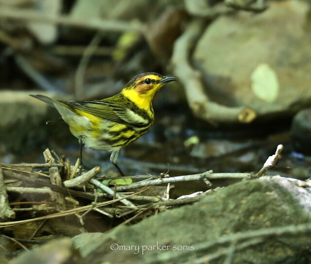 Cape May Warbler