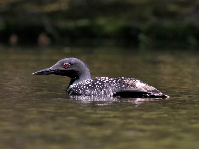 Common Loon