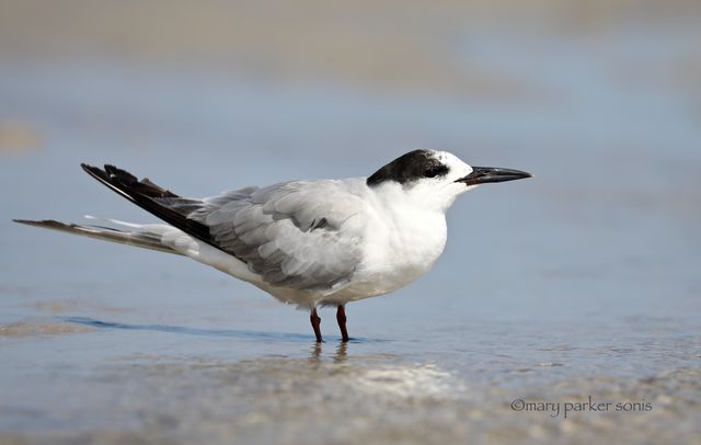 Common Tern