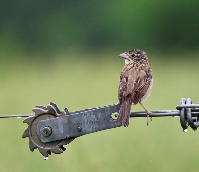 Dickcissel