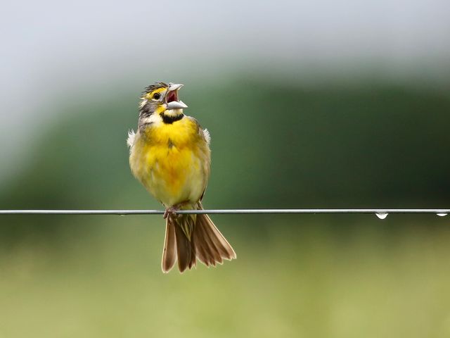 Dickcissel