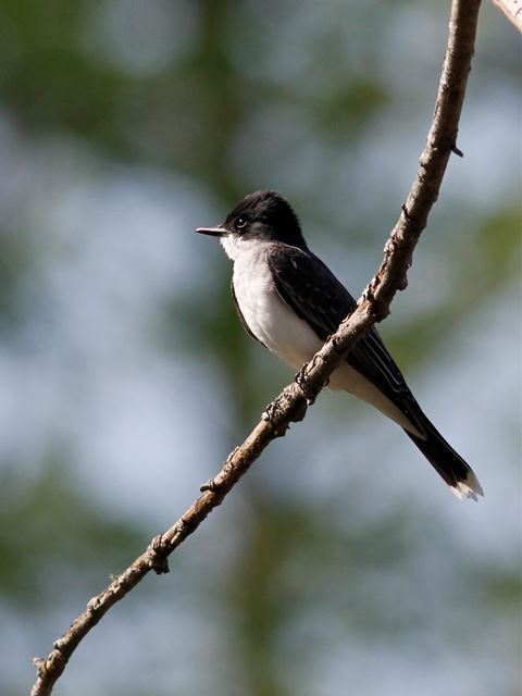 Eastern Kingbirds