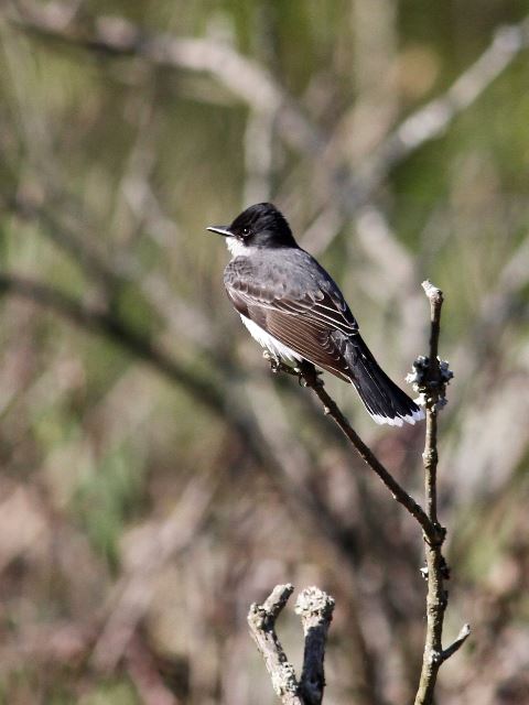 Eastern Kingbirds