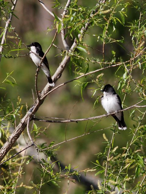 Eastern Kingbirds