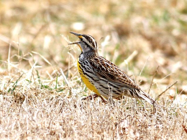 Eastern Meadowlark