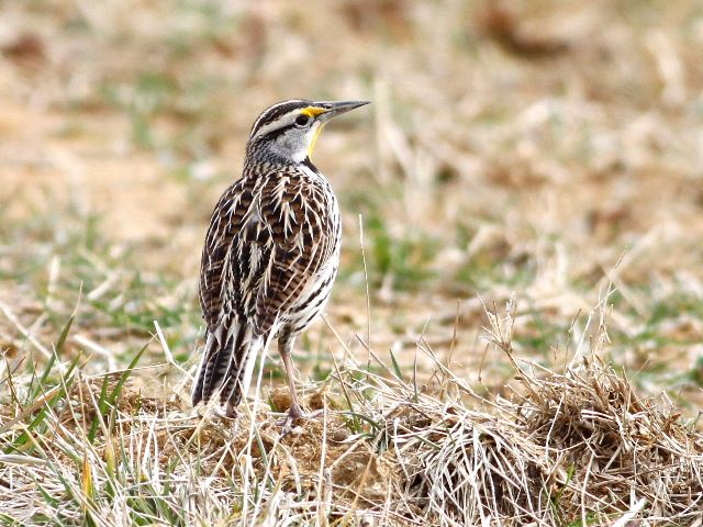 Eastern Meadowlark