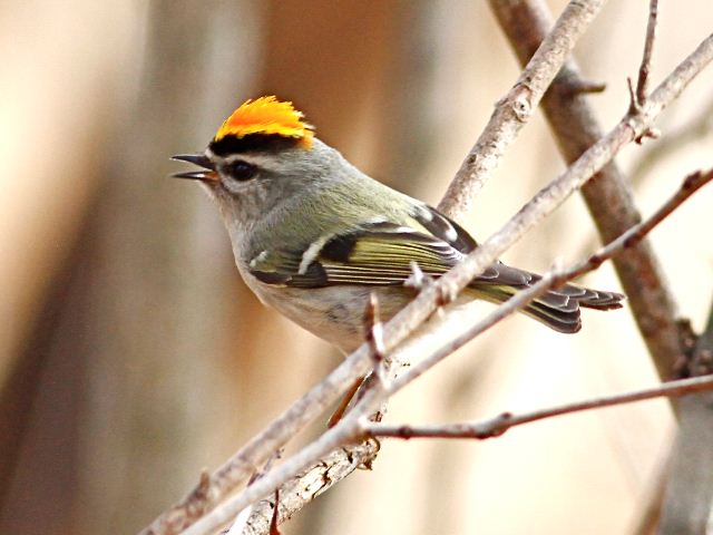 Golden-crowned Kinglet