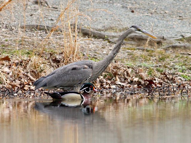 Great Blue Heron with Wood Duck