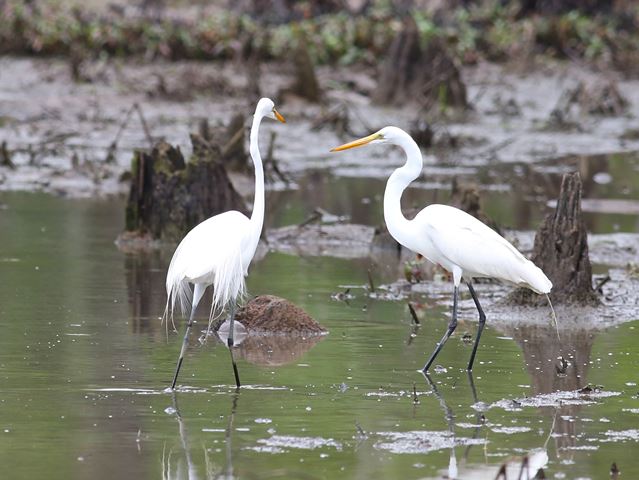 Great Egrets