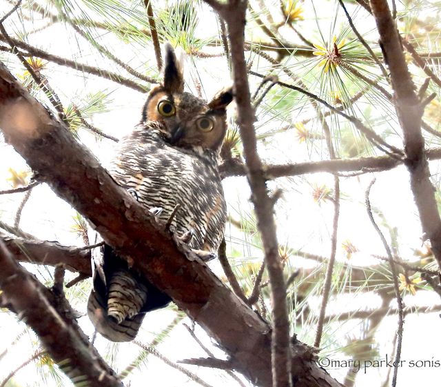 Great Horned Owl