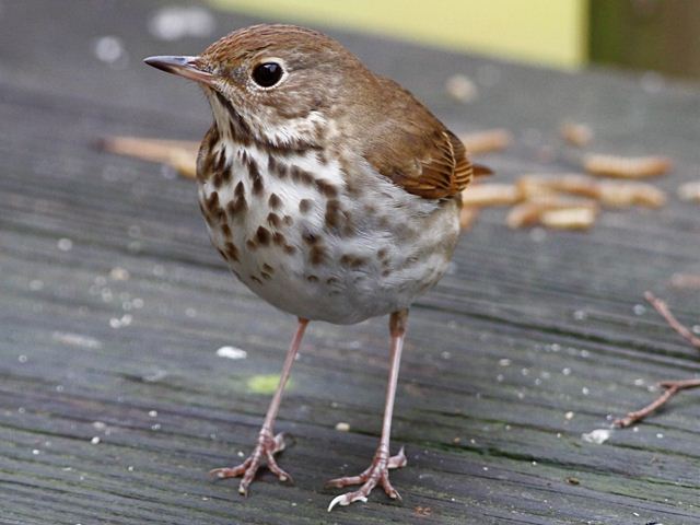 Hermit Thrush