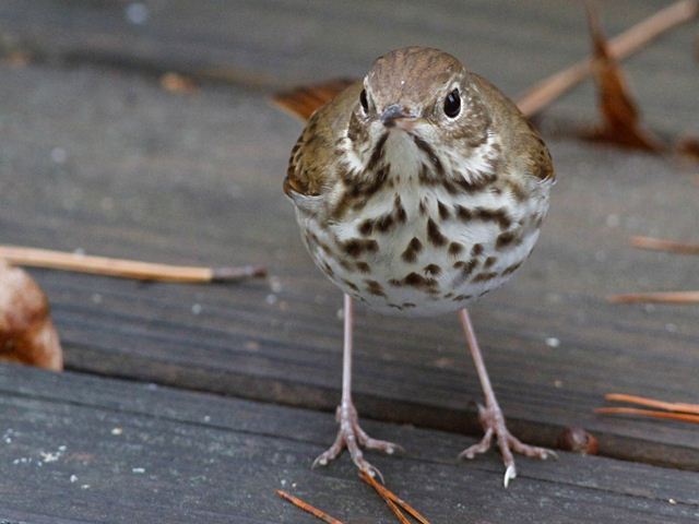 Hermit Thrush