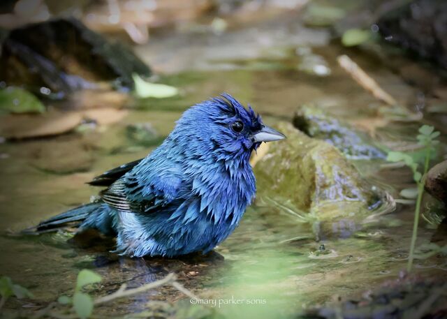 Indigo Bunting