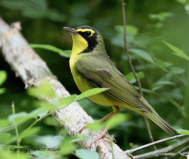 Kentucky Warbler