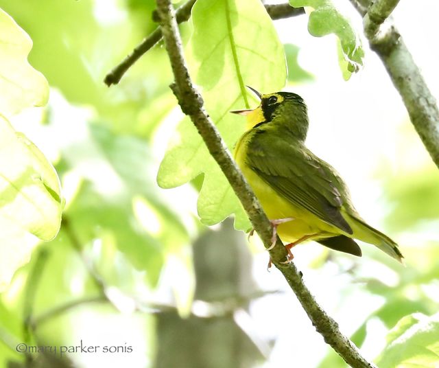 Kentucky Warbler