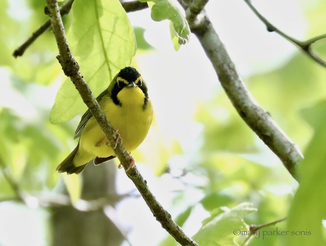 Kentucky Warbler