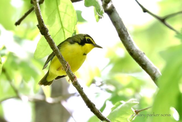 Kentucky Warbler