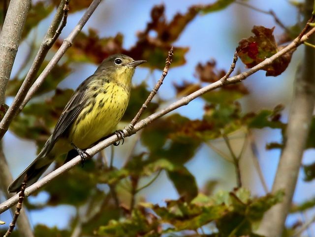 Kirtland's Warbler