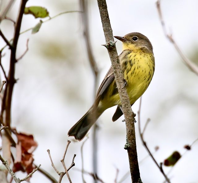 Kirtland's Warbler