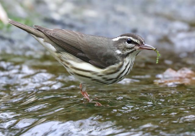 Louisiana Waterthrush