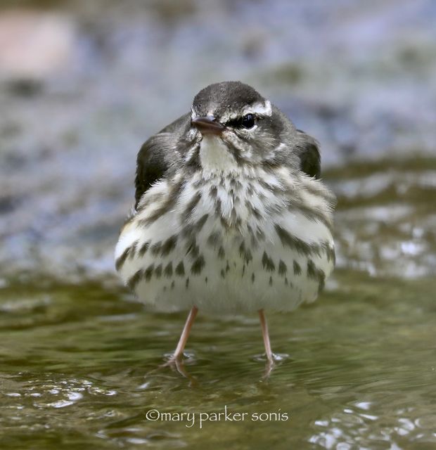 Louisiana Waterthrush