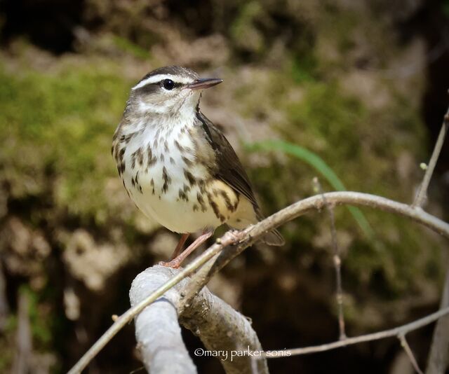 Louisiana Waterthrush