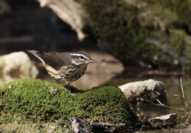 Louisiana Waterthrush