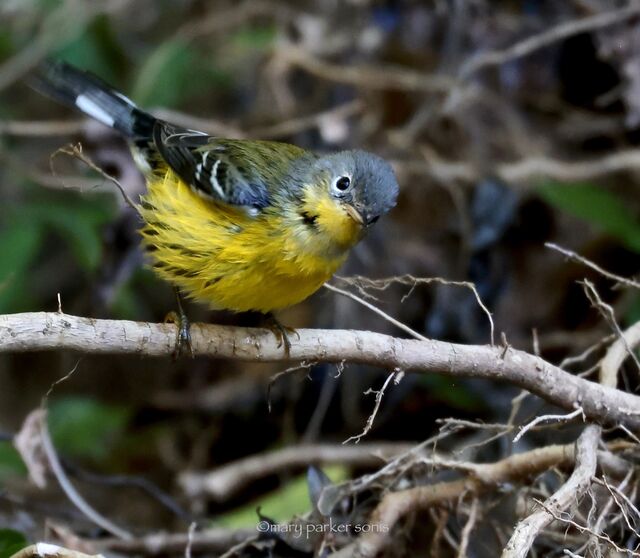 Magnolia Warbler