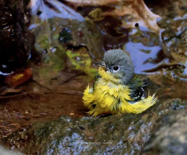 Magnolia Warbler