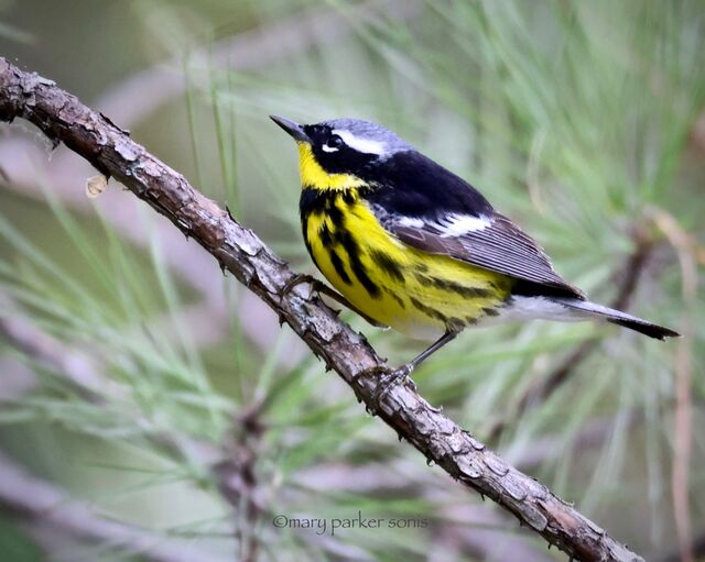 Magnolia Warbler