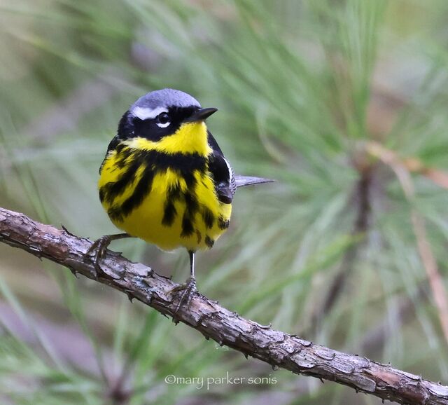 Magnolia Warbler