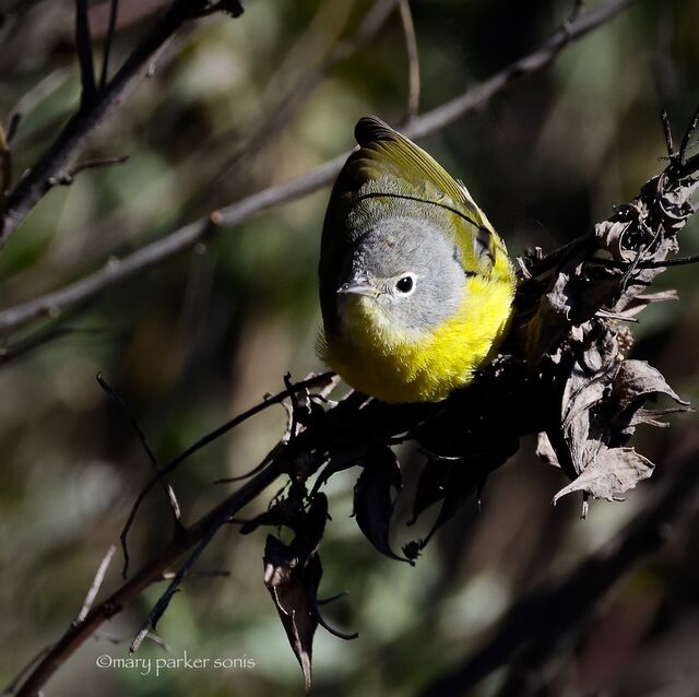 Nashville Warbler